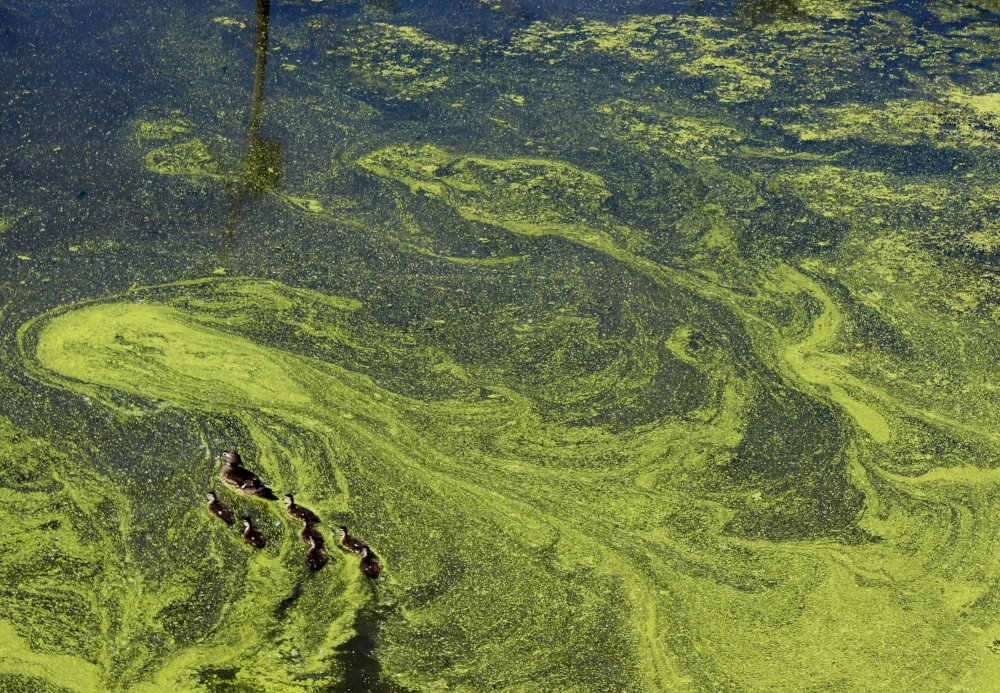 Omfattande algblomning i våra skärgårdar